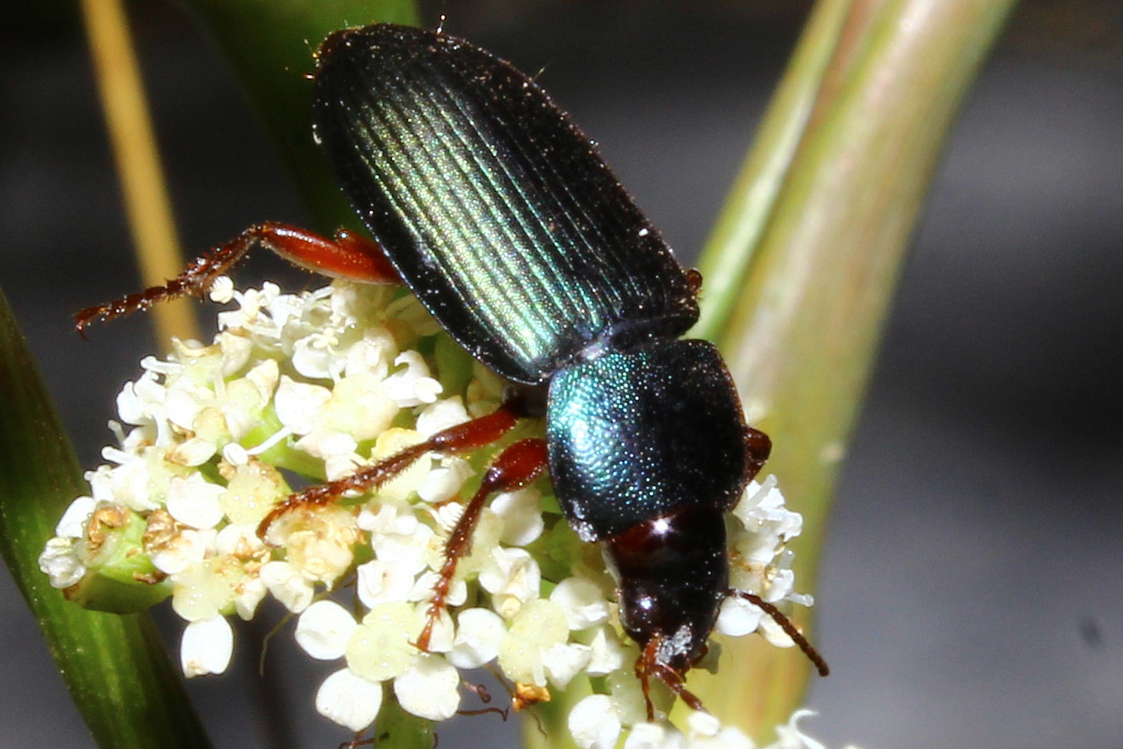 Coleoptera da determinare-5  Ophonus stictus (cf.)